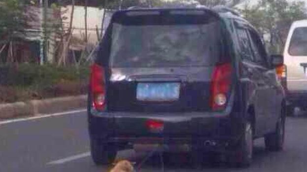 A dog being dragged behind a car