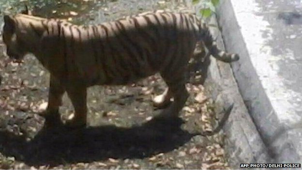 In this handout photograph received from the Delhi police, an Indian schoolboy is confronted by a white tiger inside its enclosure at the Delhi Zoo on September 23, 2014.