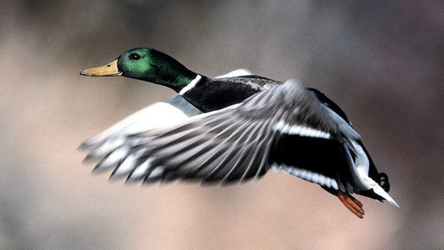 Duck flying in Greece, file pic