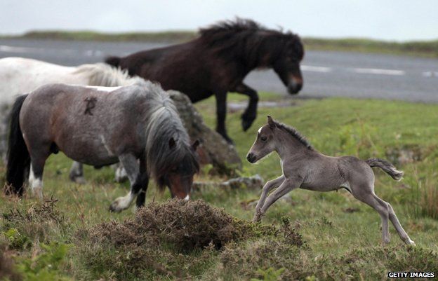 Dartmoor ponies