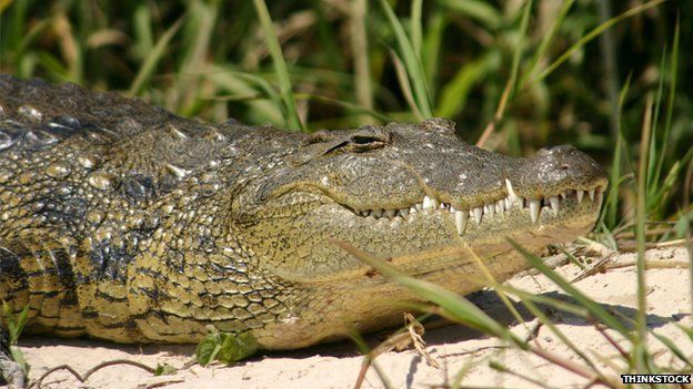 Crocodile on Zambezi River