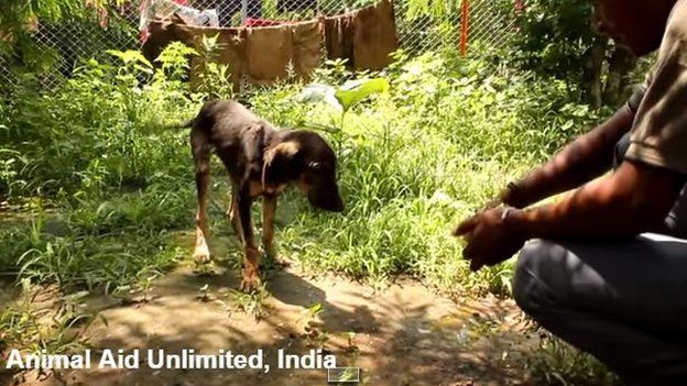 India dog stuck in tar pit rescued - BBC News
