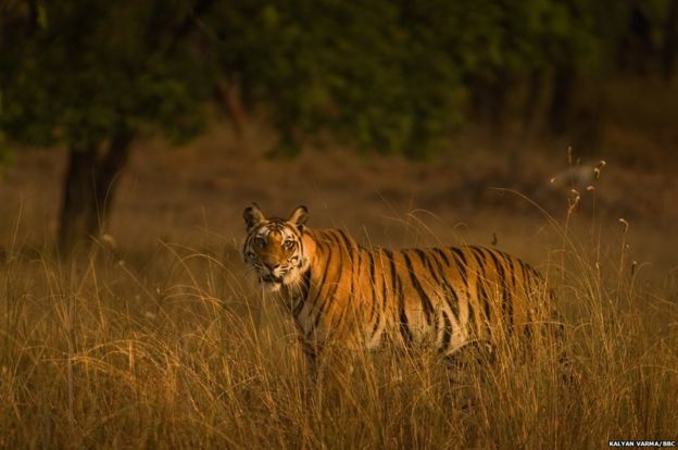 In Pictures Wonders Of The Monsoon Bbc News 4890