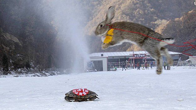 Ski race between a tortoise and a rabbit. The tortoise won.