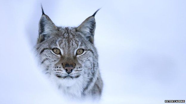Hundreds of lynx to be hunted in Sweden following biggest ever wolf cull, Environment