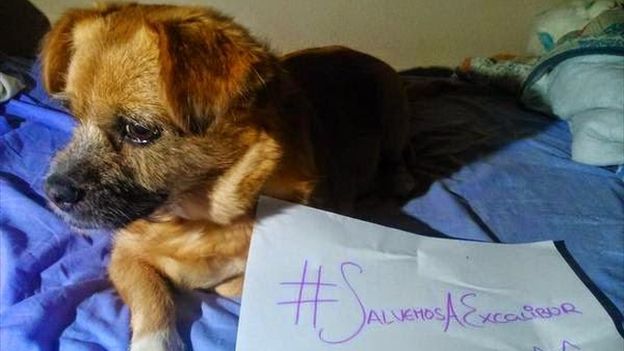 Dog with sign reading "Let's save Excalibur" in Spanish