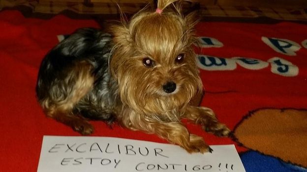 Dog with sign reading "Excalibur I am with you" in Spanish