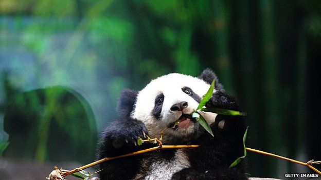 Baby panda eating bamboo
