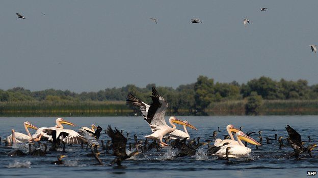 Birds on the Danube delta