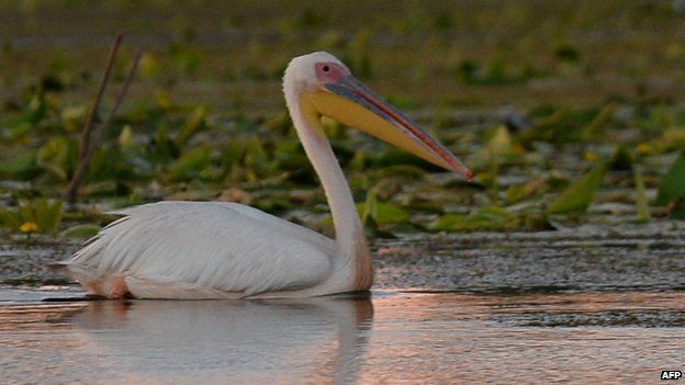 Pelican on the Danube delta
