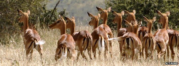 Herd of impala (Image: A. T. Ford)