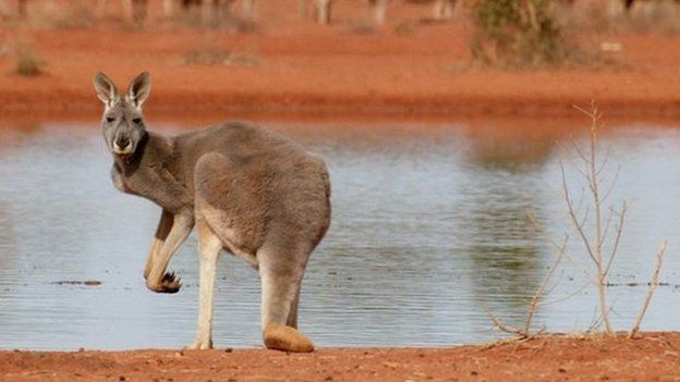 A file photo taken on 19 July 2002, shows a kangaroo standing next to a rare waterhole as sheep gather to look for food on a station near White Cliffs