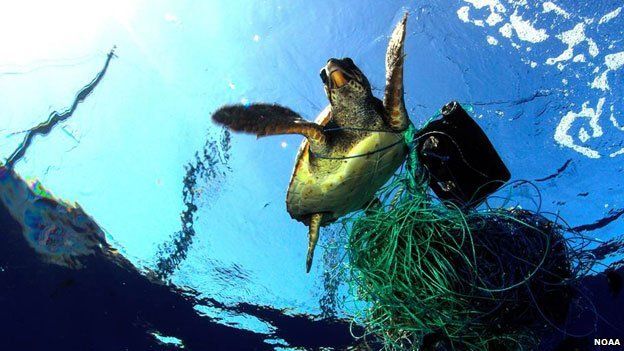 A turtle entangled in netting and other debris