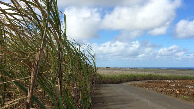 Sugar cane grows alongside roads