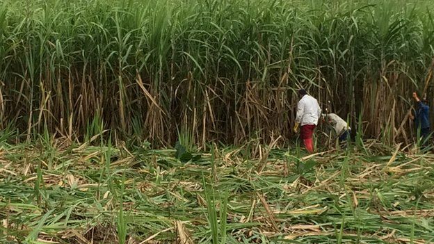farmers cutting sugar cane