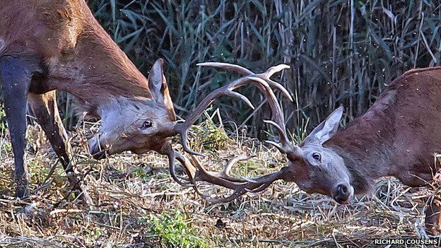 stags clashing antlers in a rut