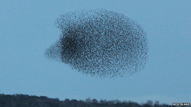starlings flock in the sky in a formation that looks like a hedgehog