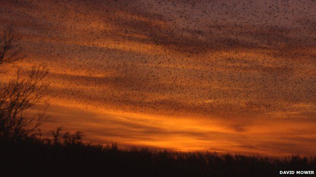 starlings in flight against an orange sunset