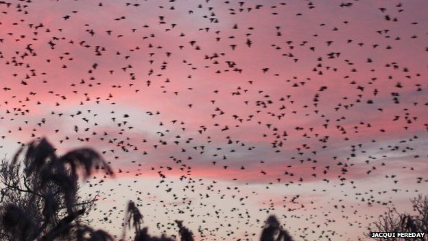 starlings in flight against a pink sunset