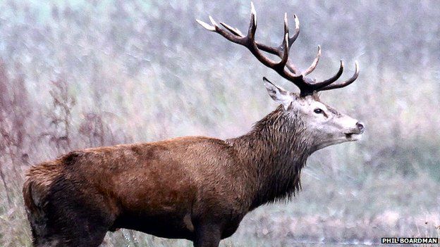 stag with massive antlers