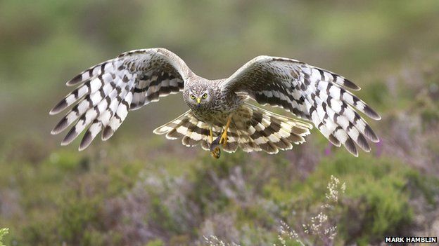 RSPB launches cross-border hen harrier protection project - BBC News