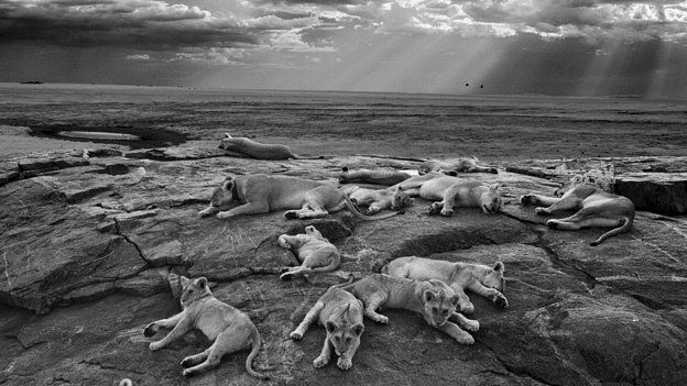 Lions in the Serengeti