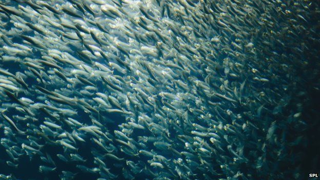 Shoal of sardines (c) Science Photo Library