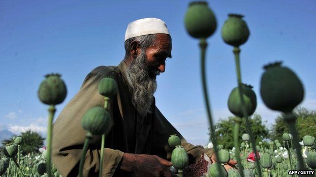 Afghan farmers collect raw opium in the Khogyani district of Nangarhar province, Afghanistan on 29 April 2013.