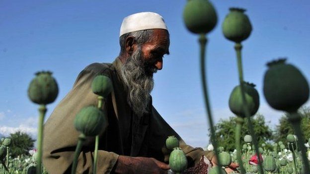 Afghan farmers collect raw opium in the Khogyani district of Nangarhar province, Afghanistan on 29 April 2013.