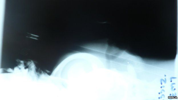 X-ray of crossbow through dog's skull