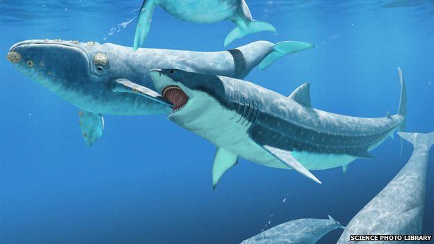 Preserved shark fossil adds evidence to great white's origins