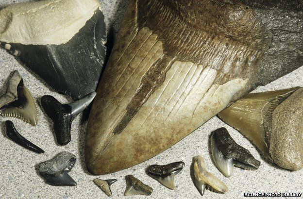 Megalodon teeth