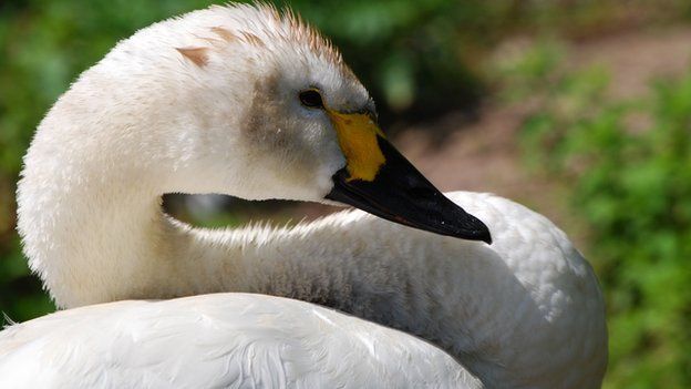 Berwick's swan by Nicholas Cottrell (WWT)