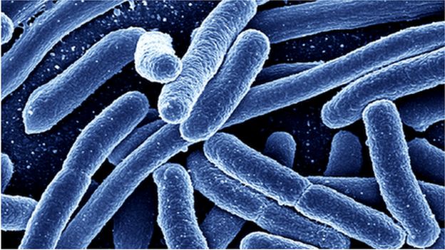 E.coli