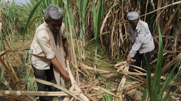 Sugar-cane harvest
