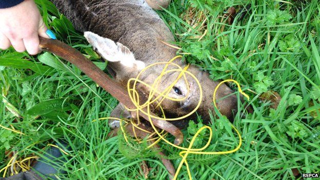 Stag caught in wire