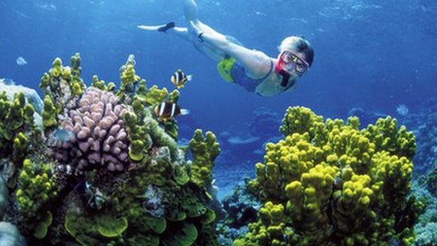 A woman snorkels on the Great Barrier Reef off Australia"s Queensland state