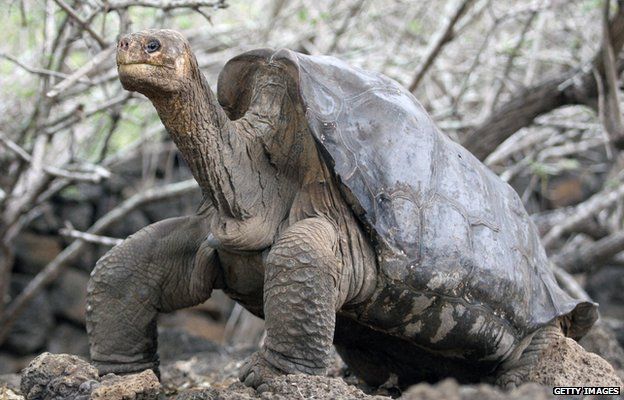 Lonesome George the giant tortoise
