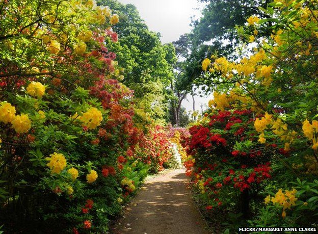 Path through azalea bushes, Sir Harold Hillier Gardens