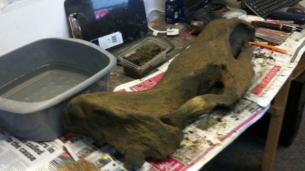 Woolly rhino skull to go on display in Cambridgeshire Fens - BBC News