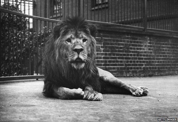 C. 1900: A captive lion in Regents Park Zoo, London
