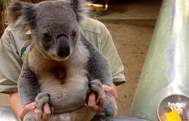 Koala waiting to be vaccinated in Maroochydore, Queensland, Australia. 29 Oct 2014