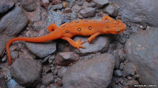 Eastern red-spotted newts