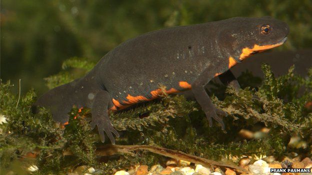 fire-bellied newt