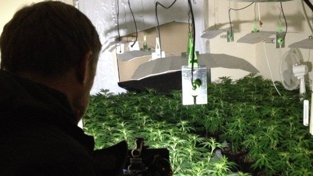 Home-grown cannabis