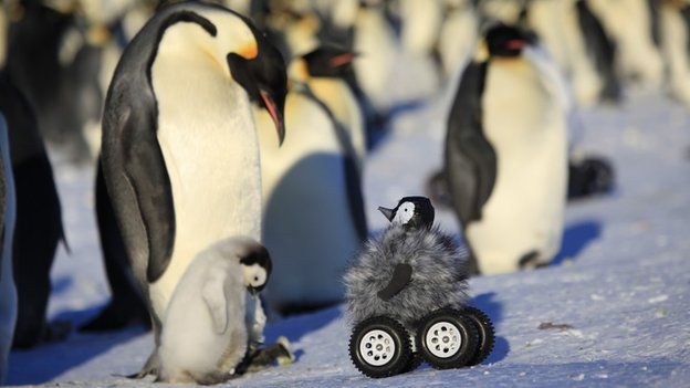 Rover camera disguised as a penguin chick (c) Le Maho et al