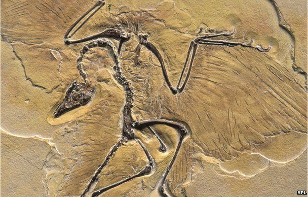 Archaeopteryx fossil