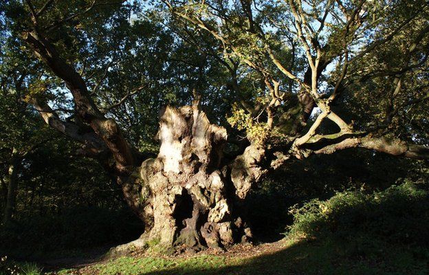 Old Knobbley Tree In Mistley A Sanctuary For Hunted Witches c News