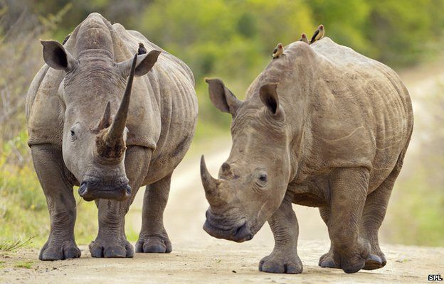 Could sound design help captive rhino breeding? - BBC News