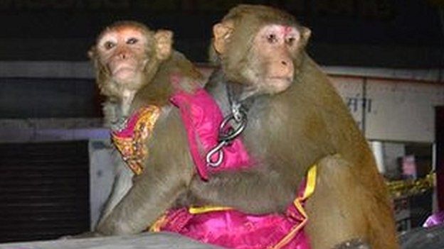 Monkey wedding in Bihar